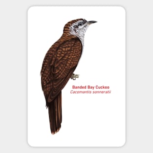 Banded Bay Cuckoo | Cacomantis sonneratii Magnet